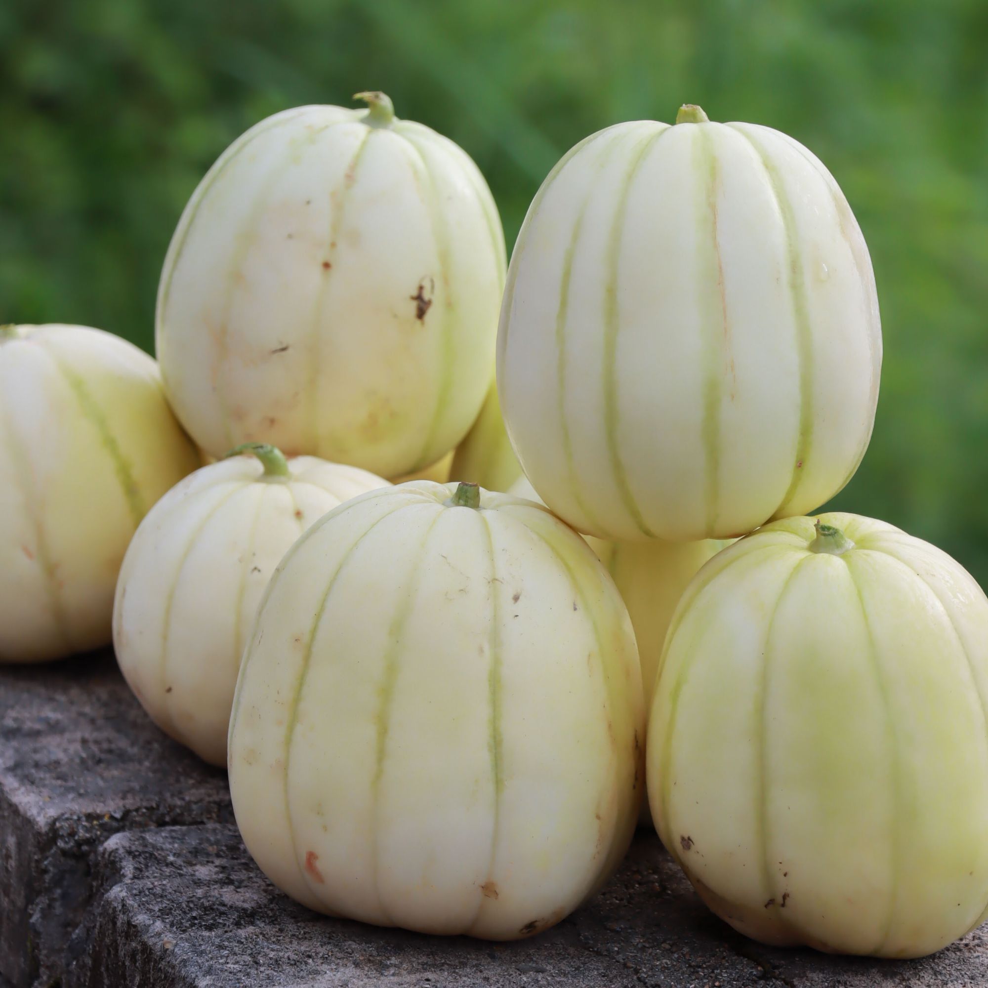 本地金瓜香瓜梨瓜津甜嫩脆 农家肥菜麸种植