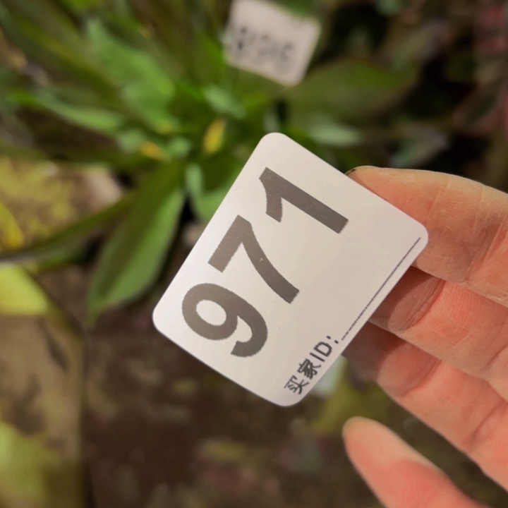 971盲拍10公分带侧芽一颗知否