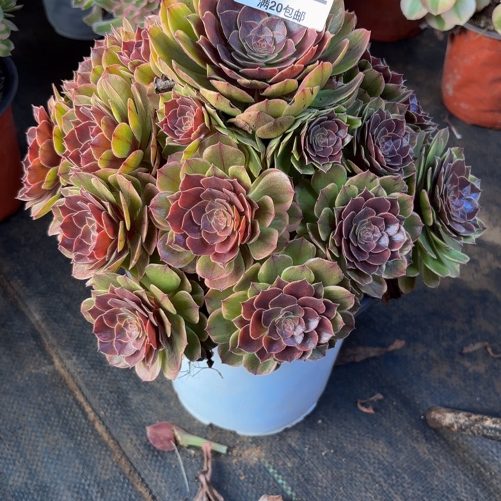 瑞妈，，。。。162。半夏，