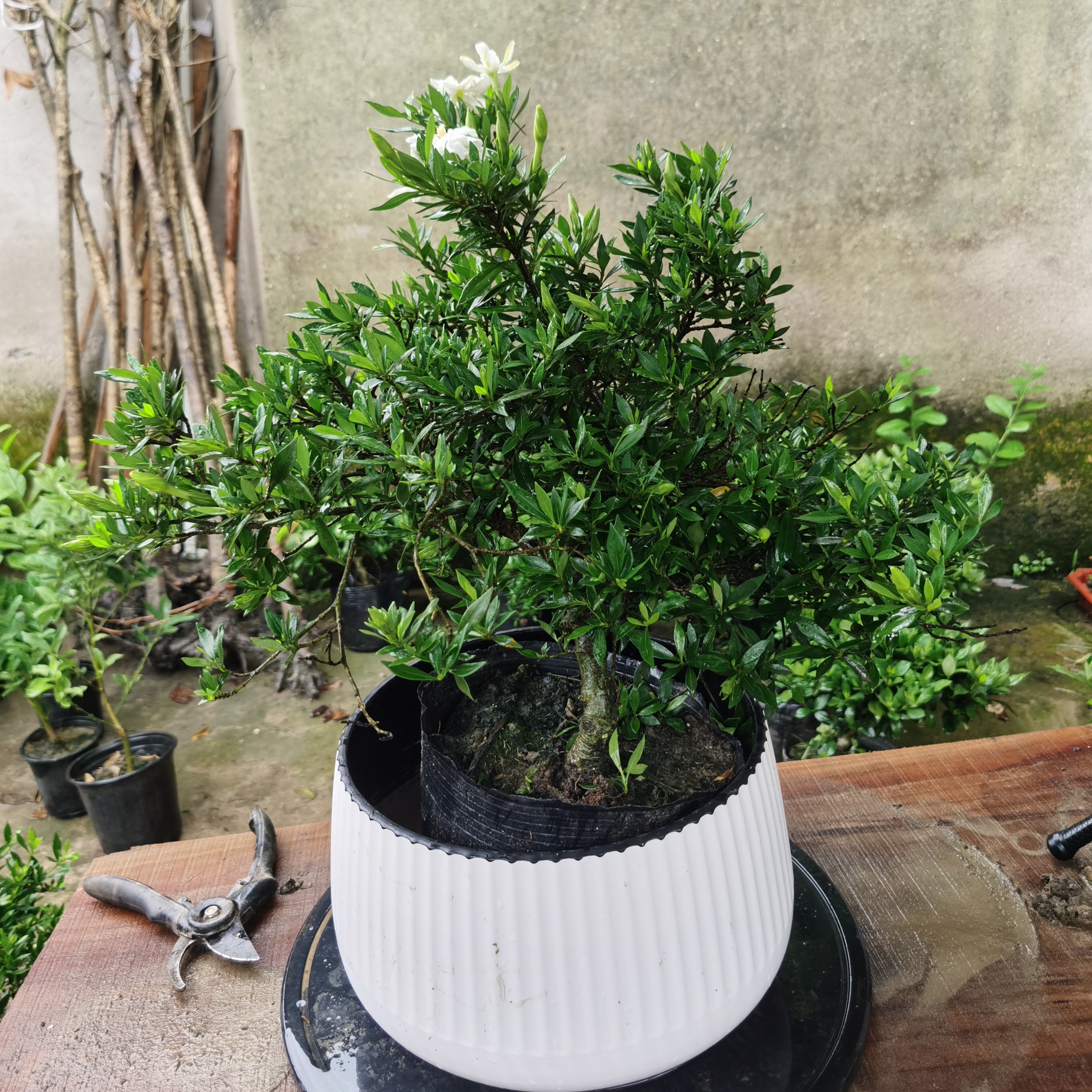 海岛栀子花盆景老桩室内桌面绿植四季开花长青常绿好养活