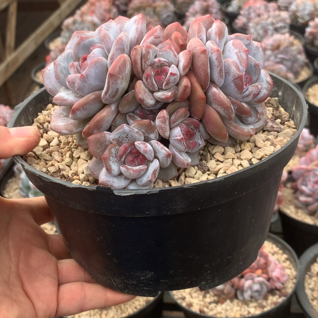 无花朵漂亮哈哈哈哈哈哈哈1