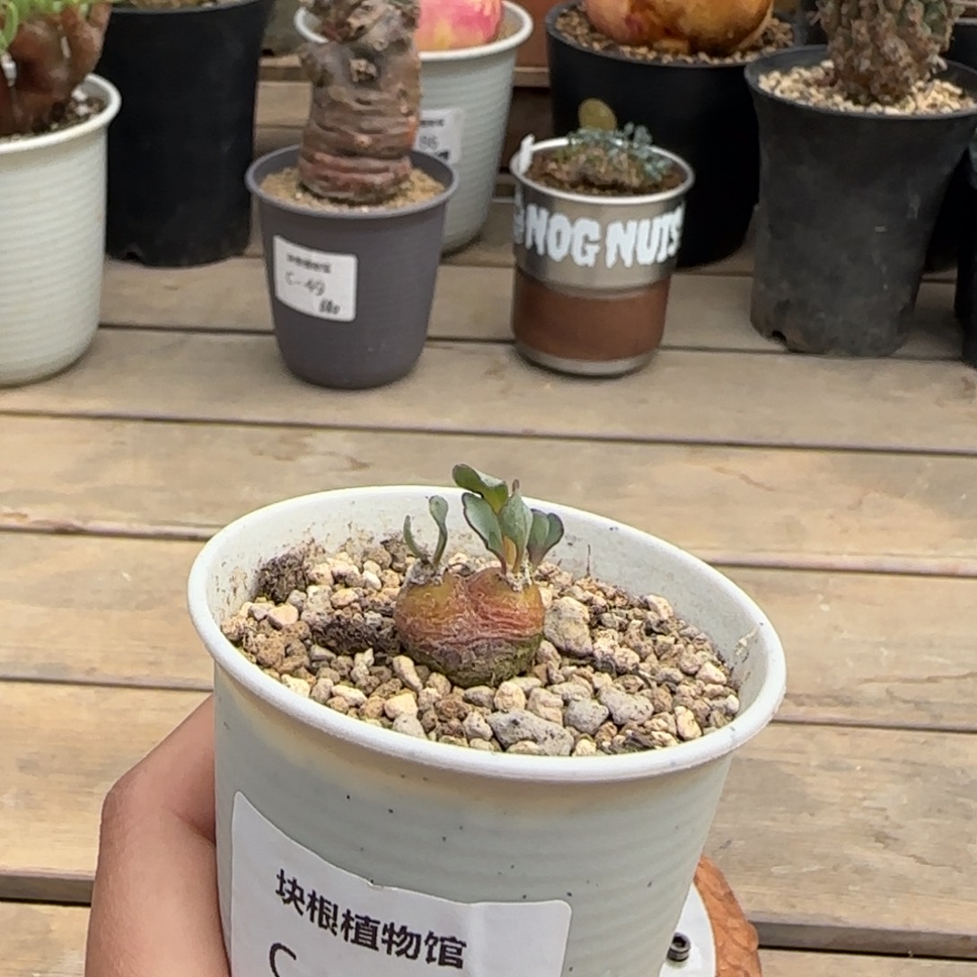 170宙斯厚敦菊不带盆