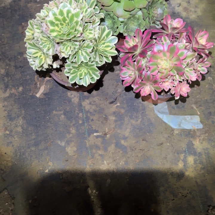 一单包邮不包侧枝94