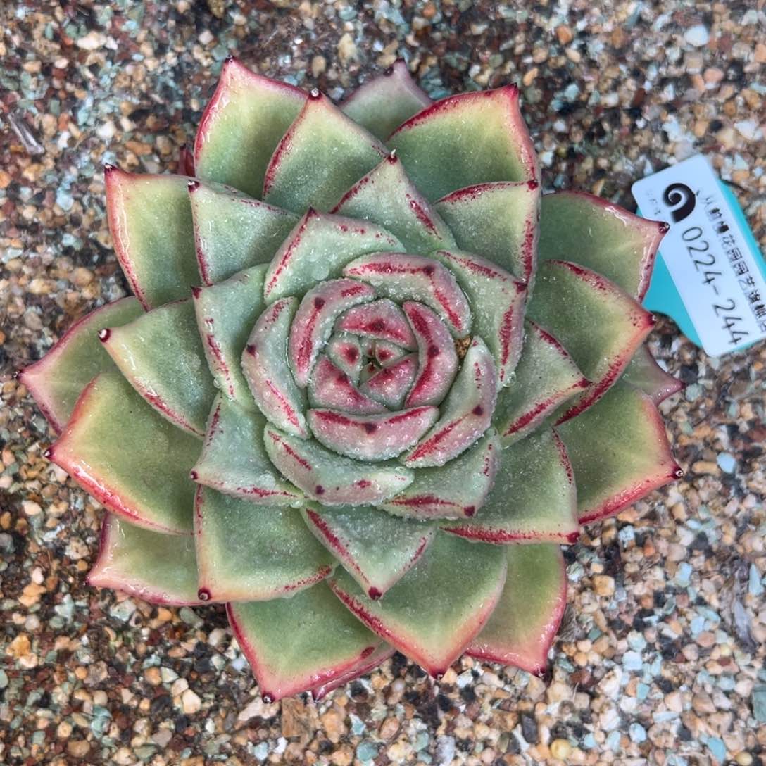 多肉一物一拍0224-244