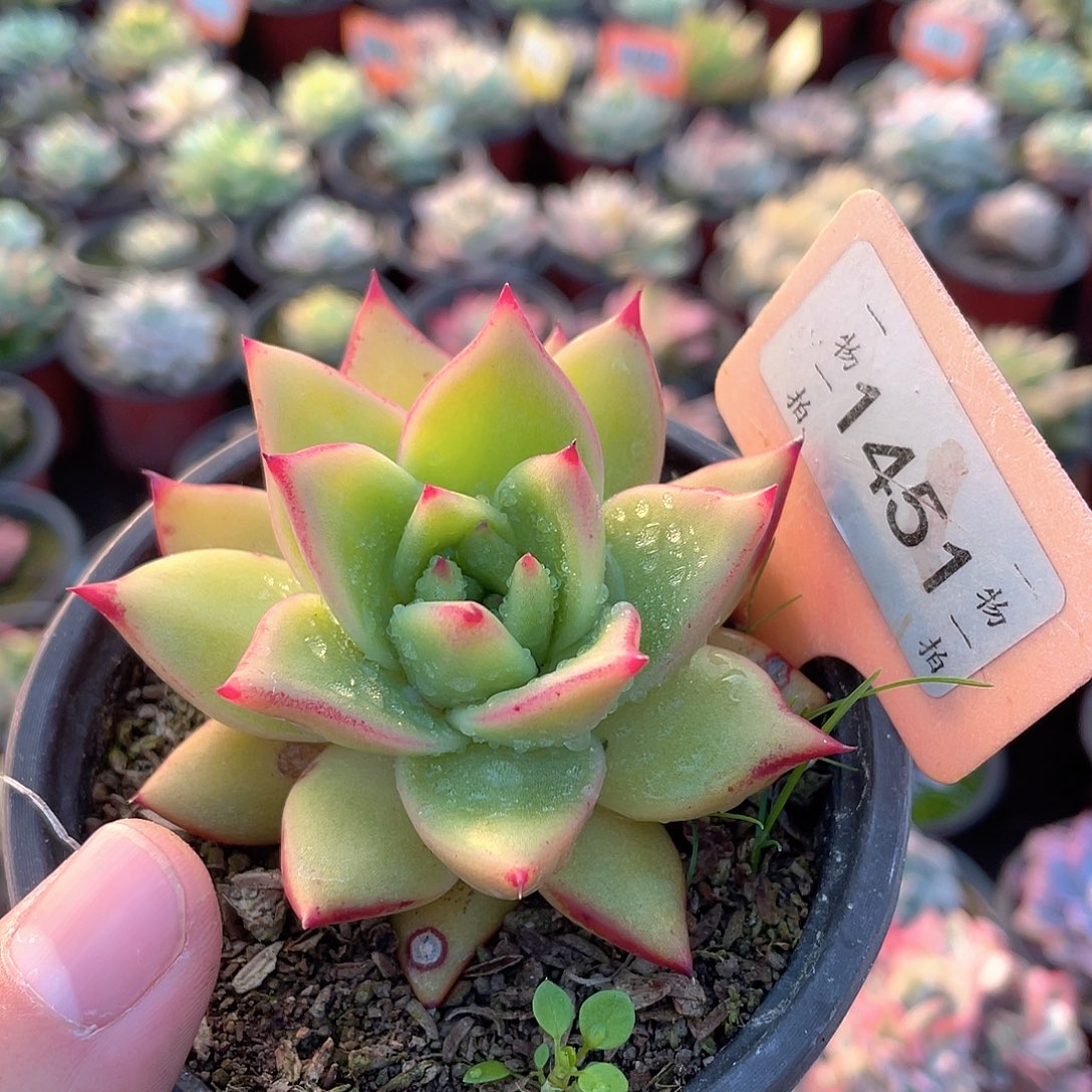 黄金米勒1451号多肉