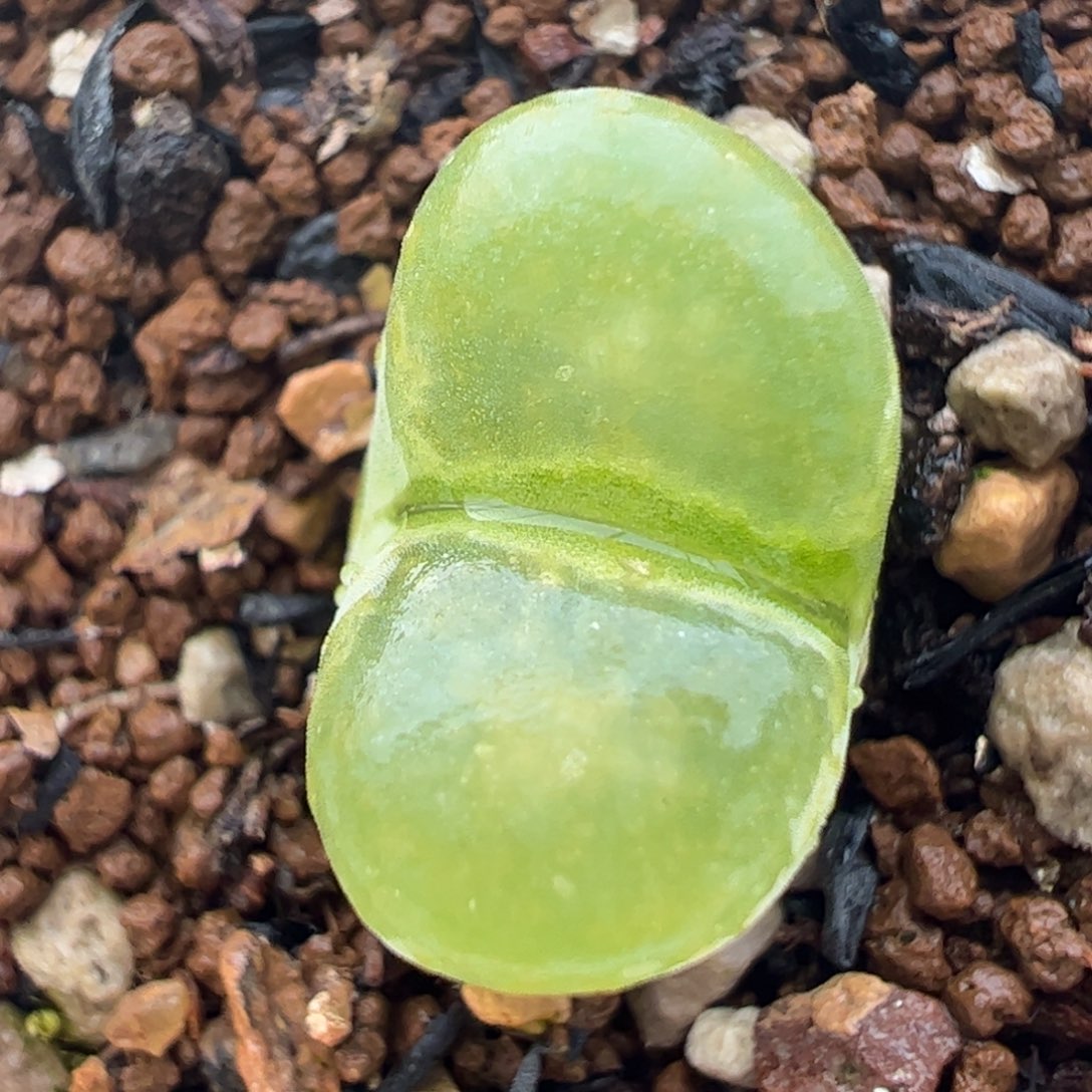 天鹅绒带盆发多肉植物