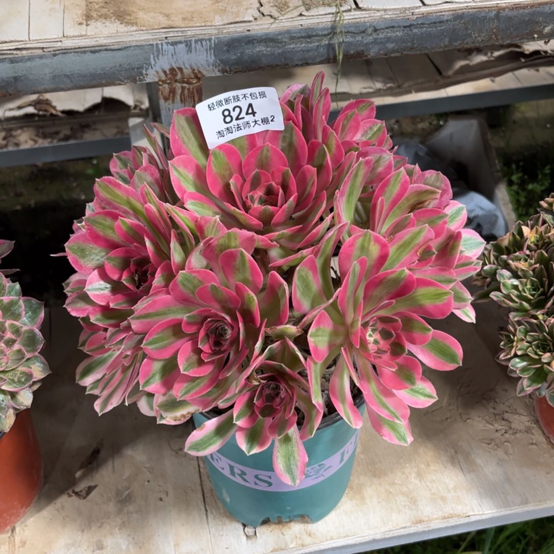824粉女巫多肉植物法师