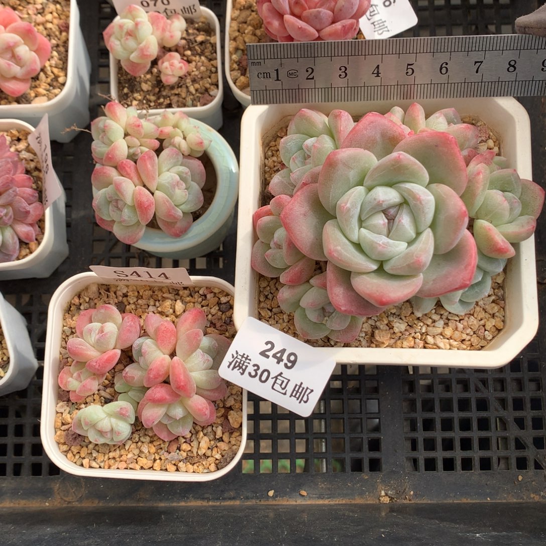 y****249。白底糖心冰玉。脱土发货。新粉送颗多头