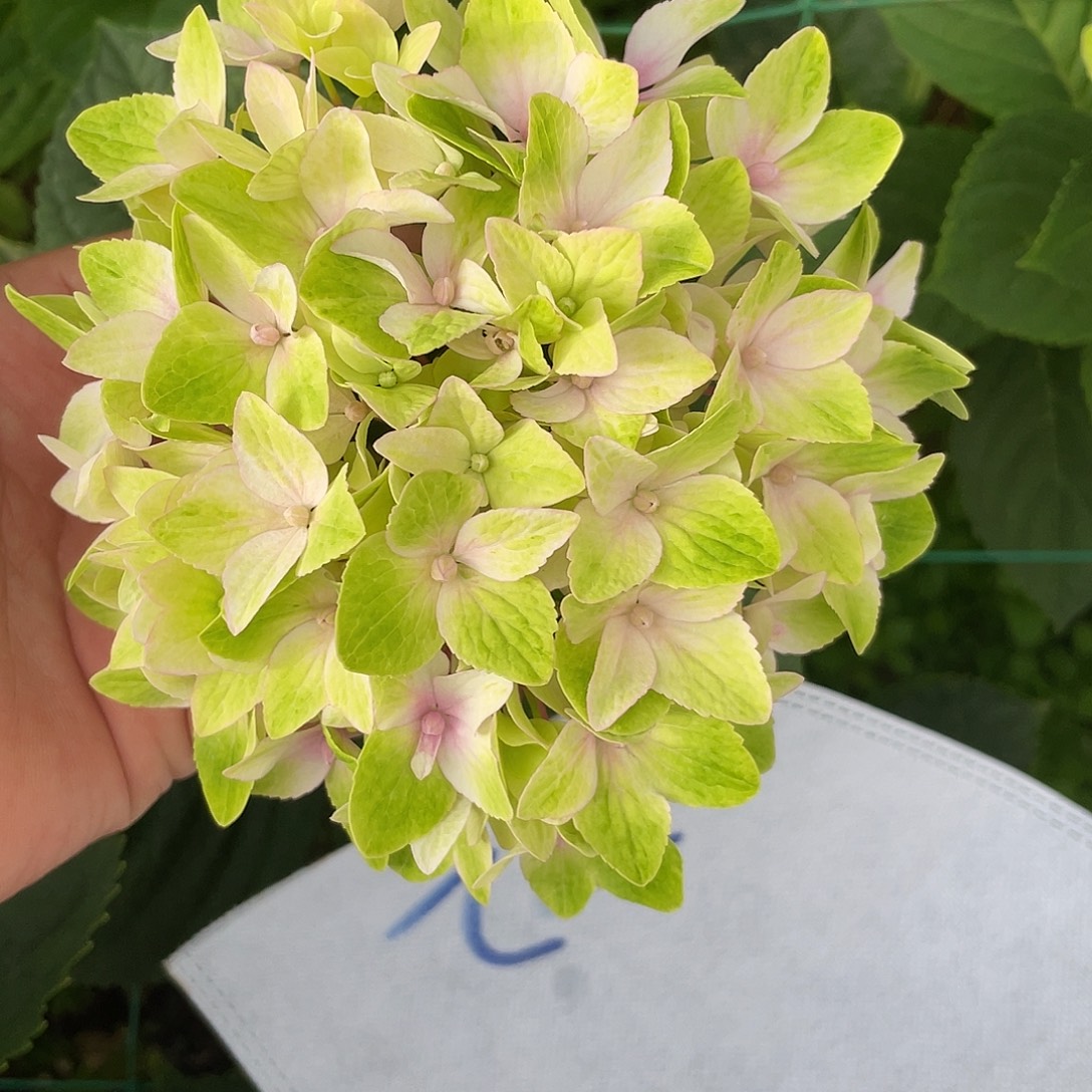 绣球切花一物一拍3枝起包邮，72