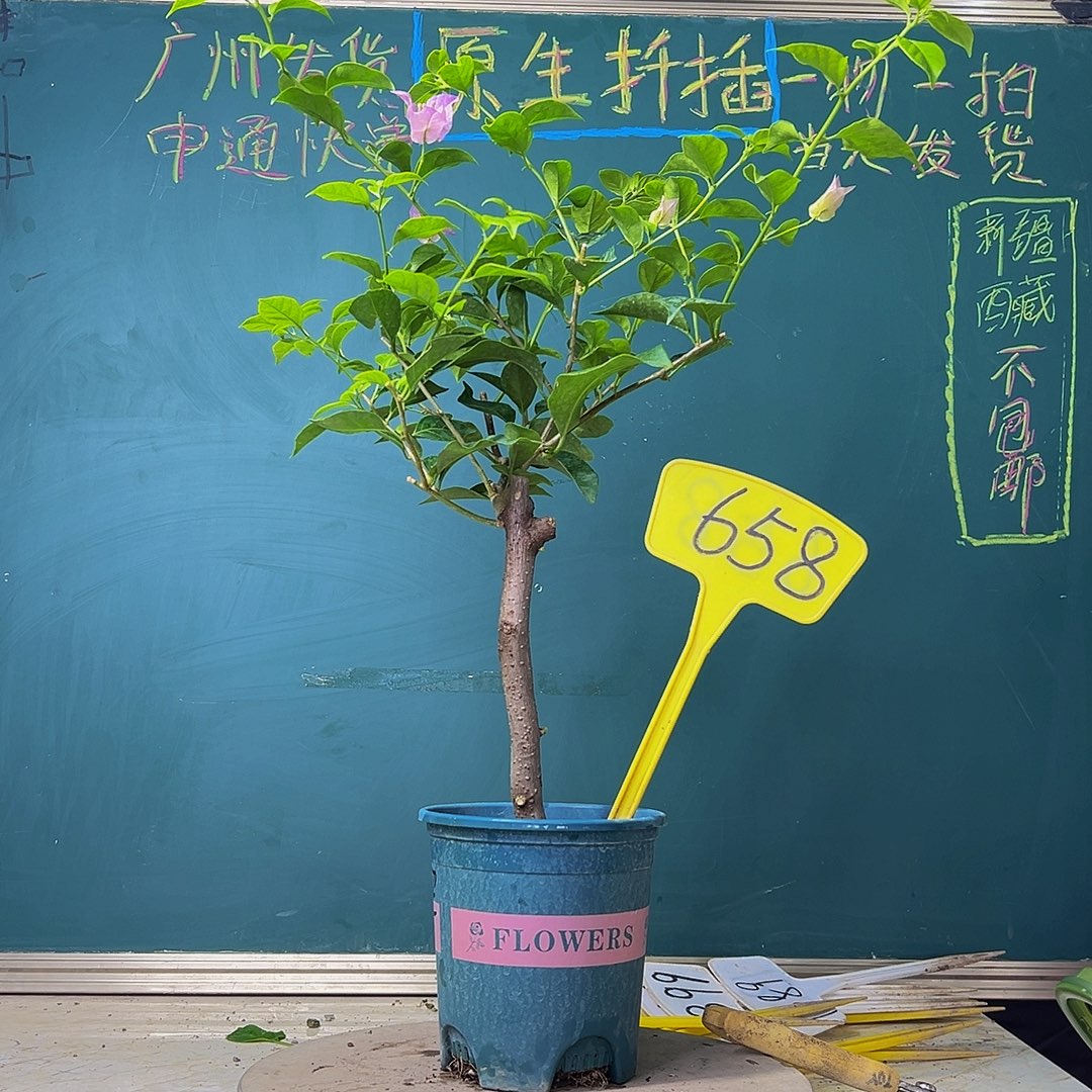 当前无花栽培后可以开花巴西紫 658