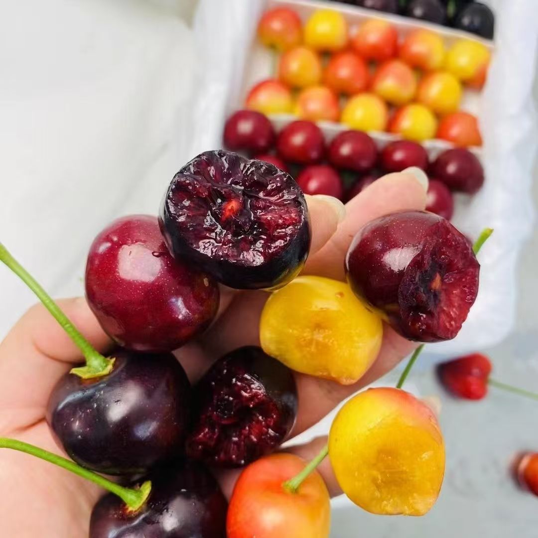 T【双拼果红/深红】大连樱桃大果J（美早/沙蜜托）加5个黄樱桃组合3-5斤装产地直发（顺丰次日达）大连美早/沙蜜托