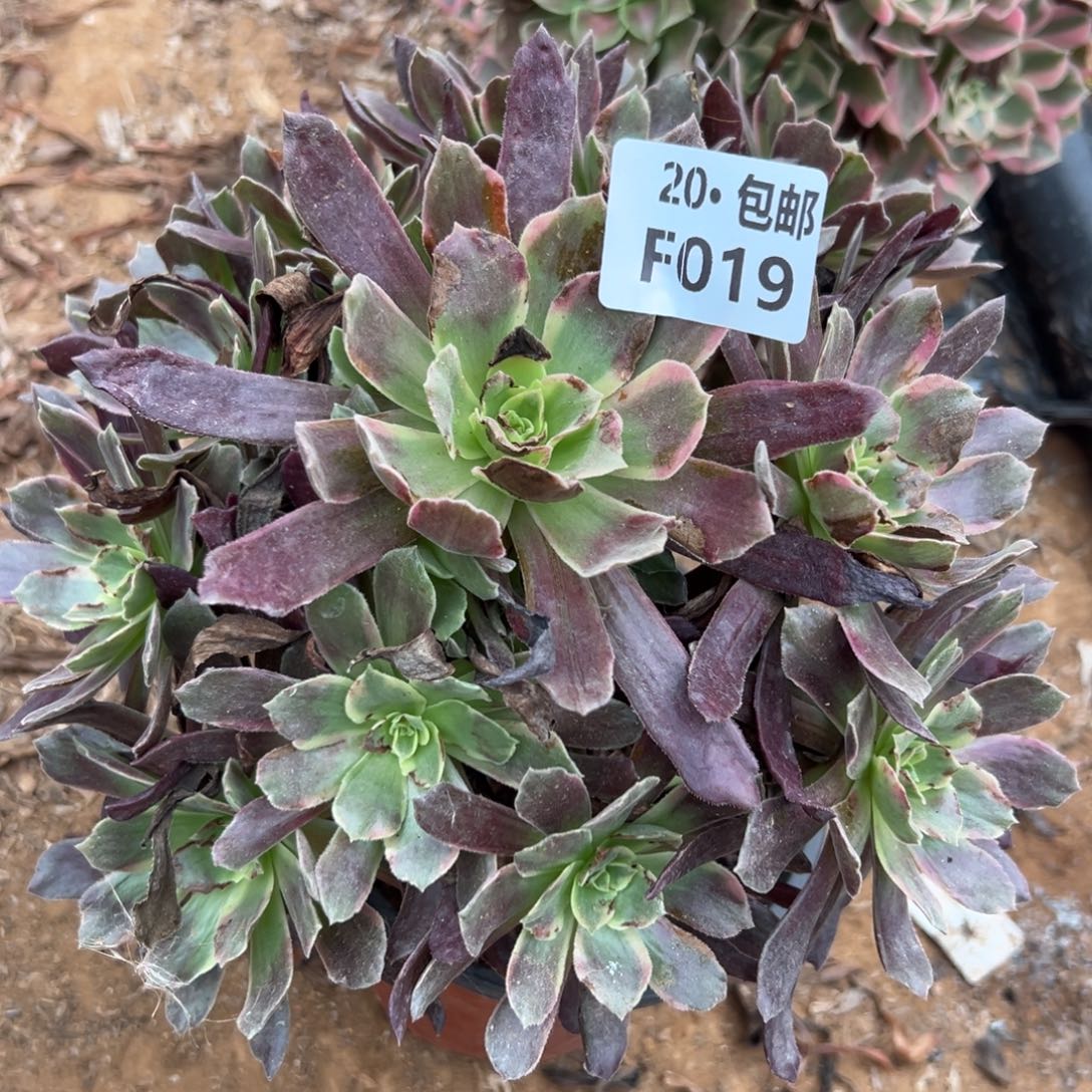 019赤霞飞，满20包邮