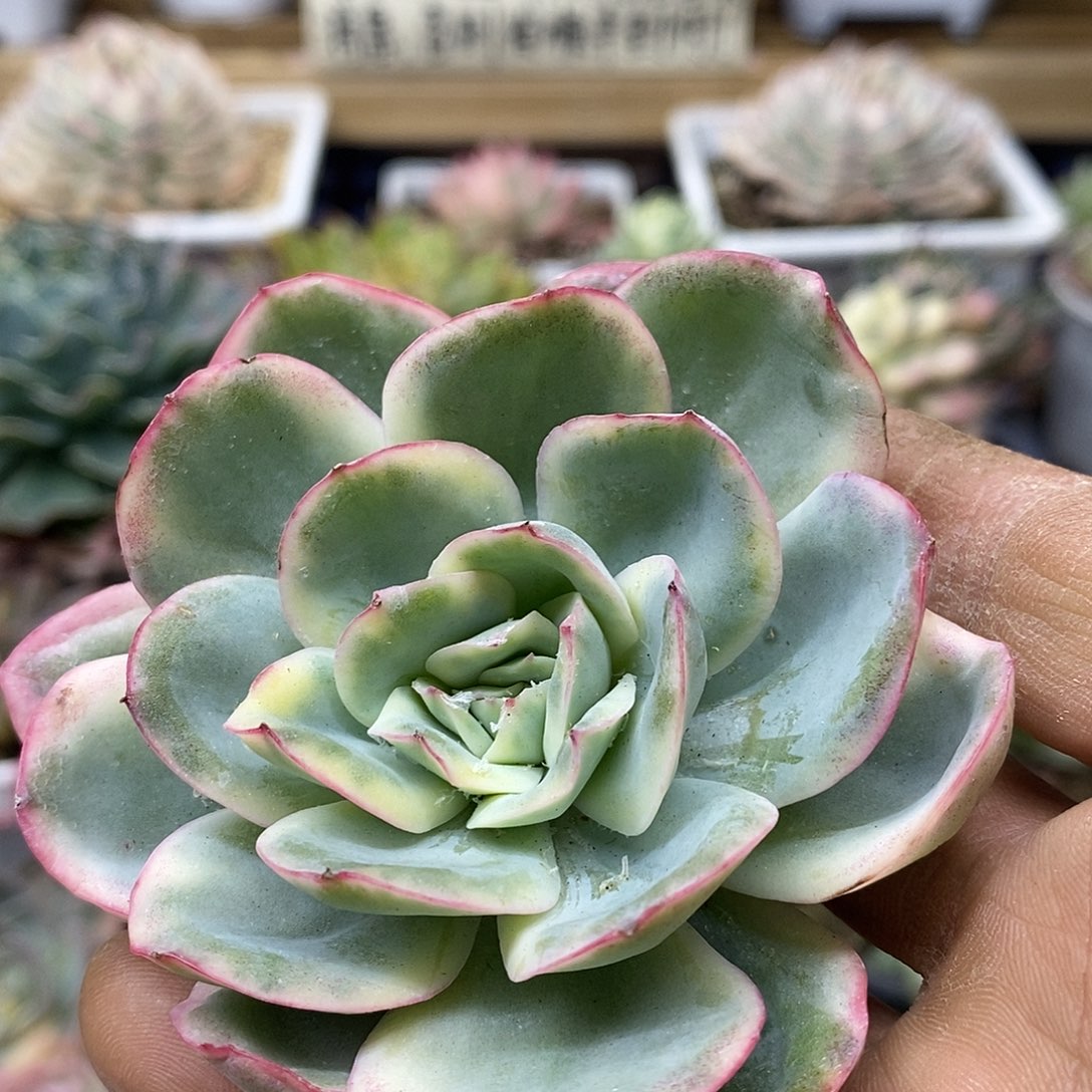 09114 晨露覆轮锦头盖