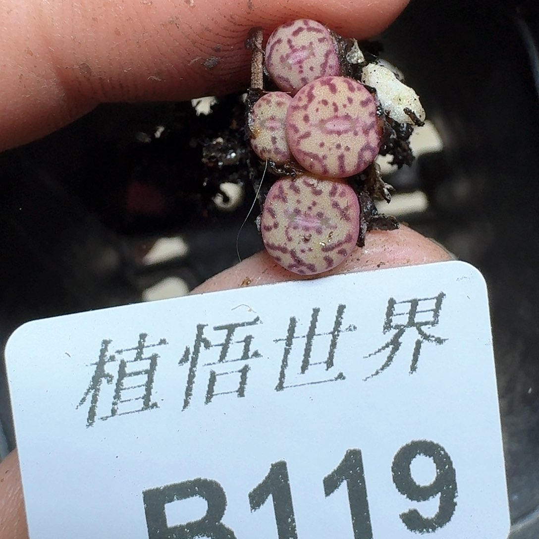 119号多肉植物哇d g