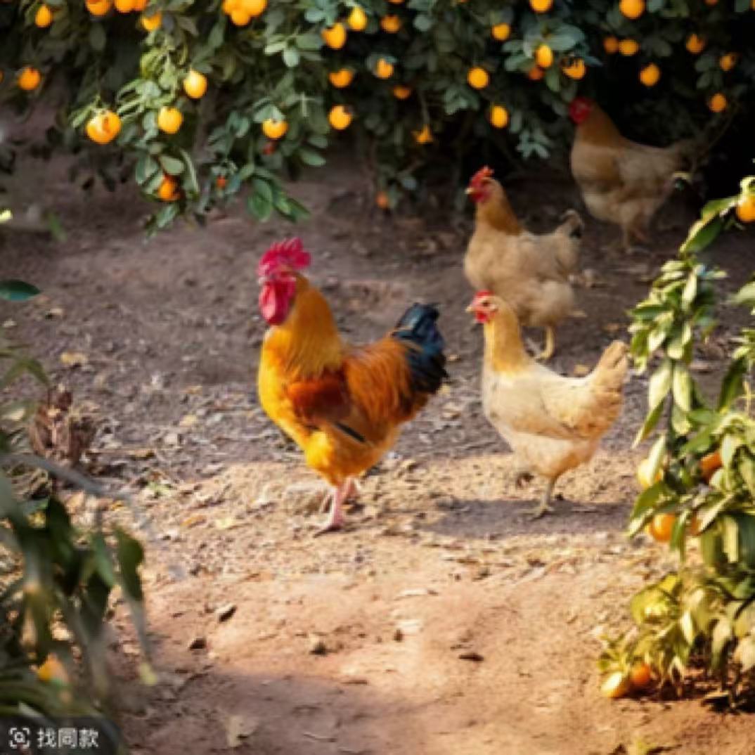 皖南土鸡-疫苗齐全拍5送1，到手6只（6-7斤左右）下蛋多/肉质好/高品质烧烤食材