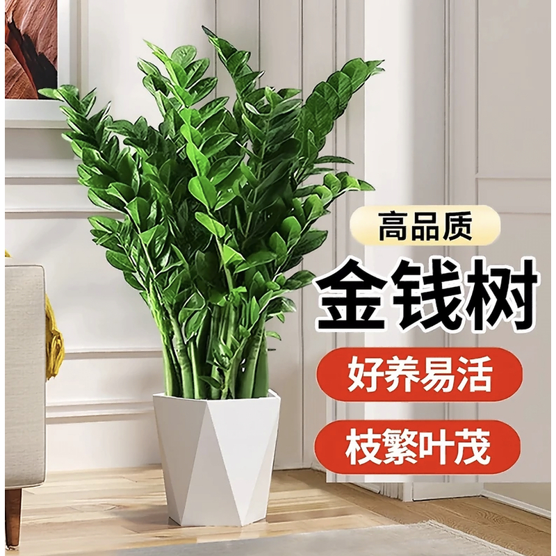 福利【70 - 80cm】金钱树盆栽室内客厅阳台四季常青好养绿植钱串子