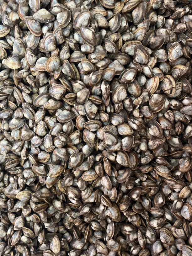 鲜活大个海瓜子4斤