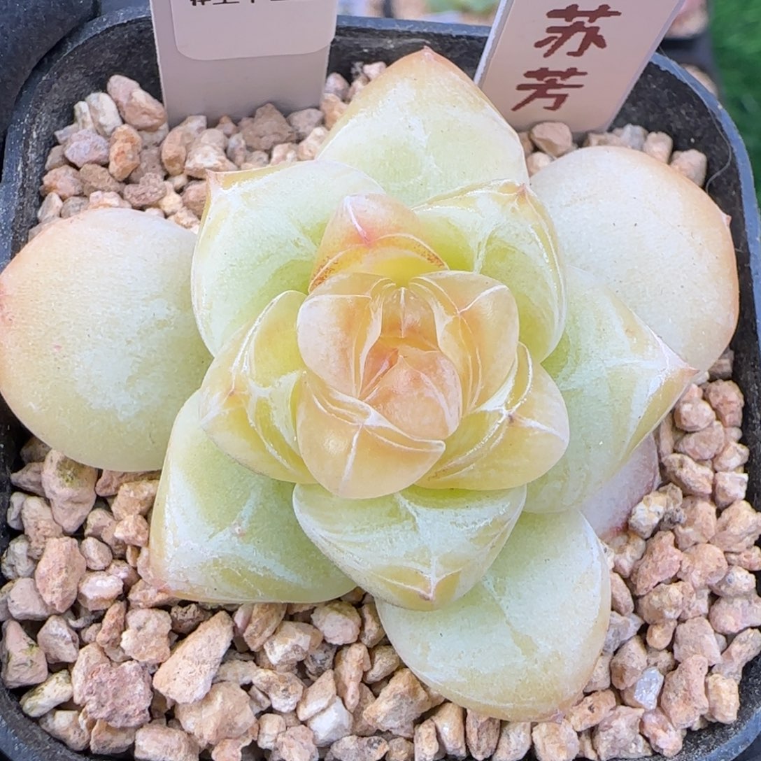  096  苏芳   5厘米盆 