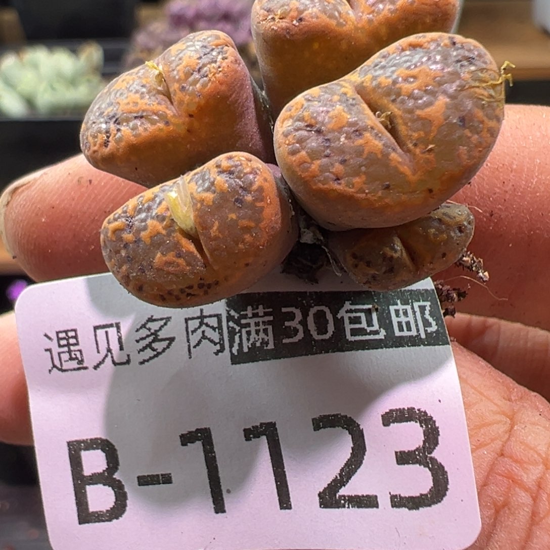 多肉植物1111111111111