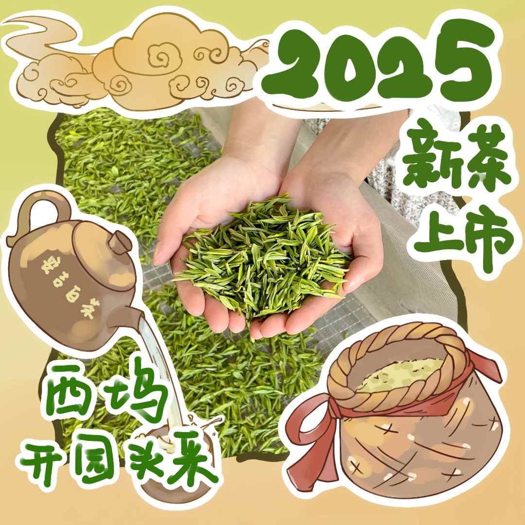 【道场坞明前口粮】2025年安吉白茶昆铜里江道场坞新茶兰花香明前茶