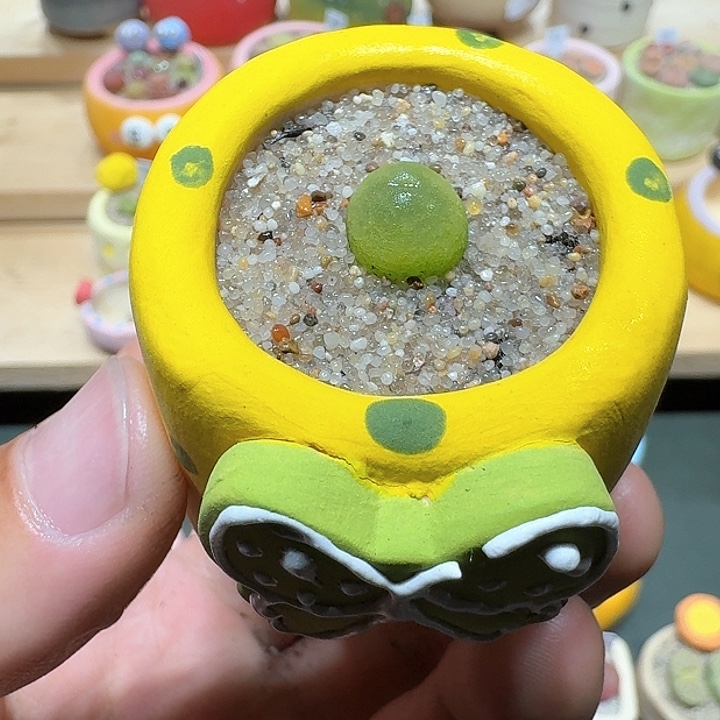 红陶蘑菇470拉登