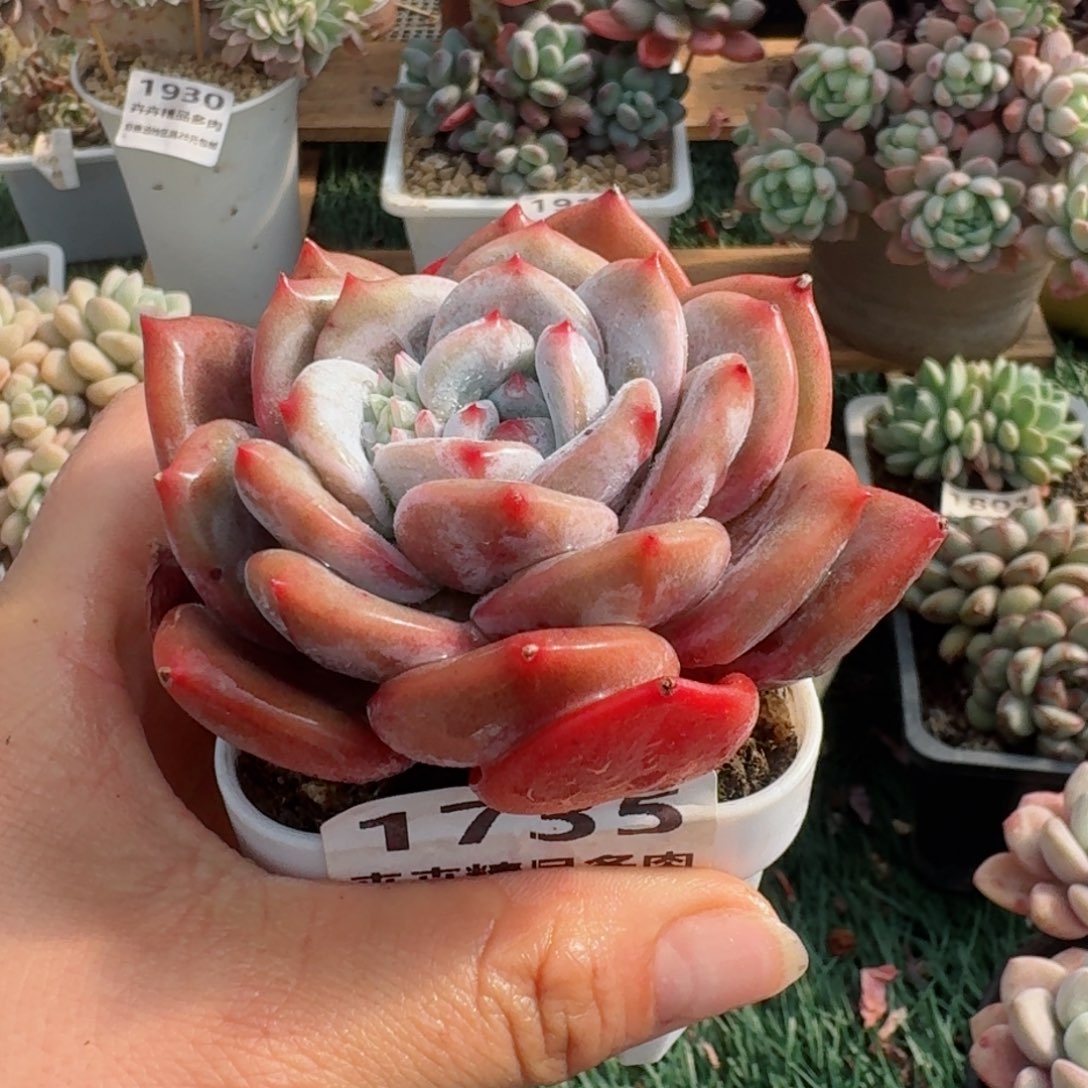 1735一物一拍（满28包邮）