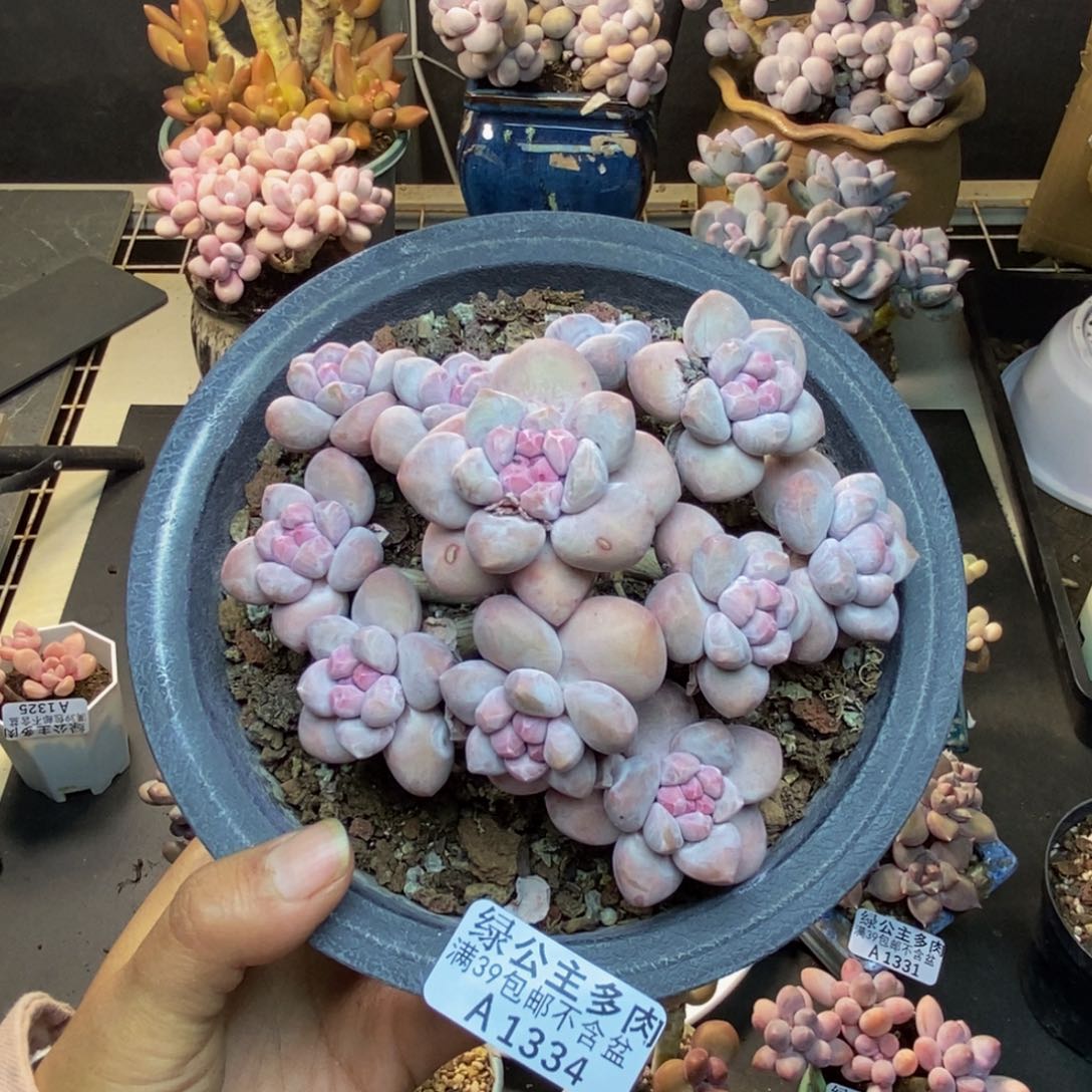 334丸叶香水多肉10cm