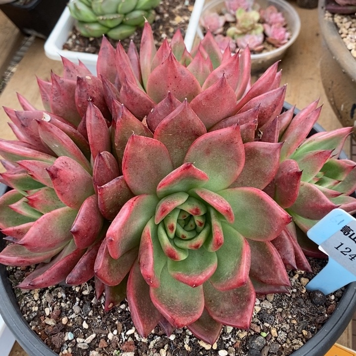 D255- 直播福利 红珍珠捧花