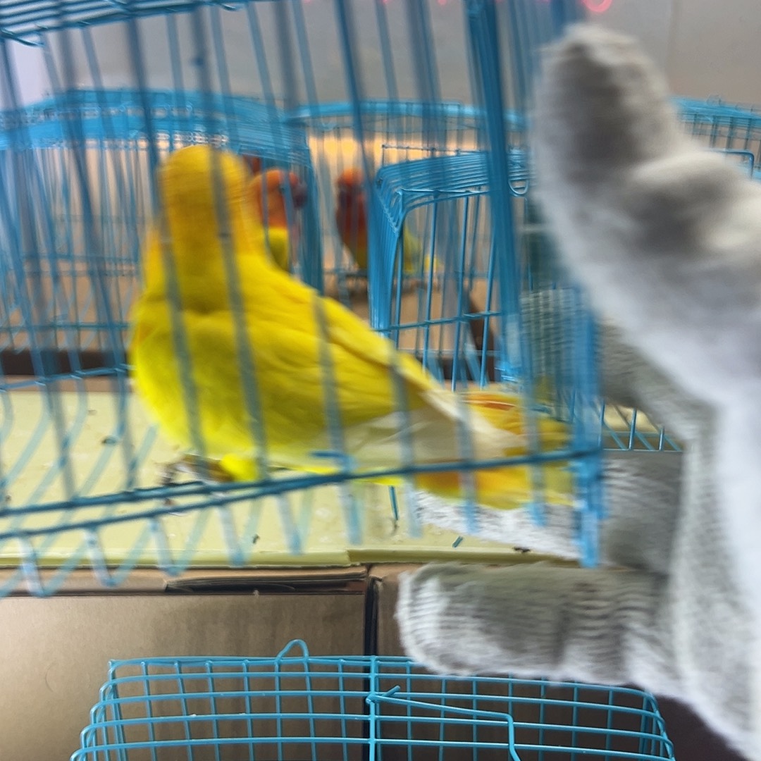 桃脸牡丹鹦鹉牡丹黄金丝