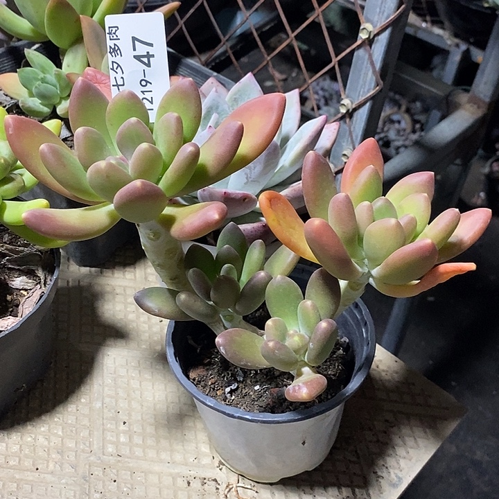 冰***2小七夕多肉金蝉47