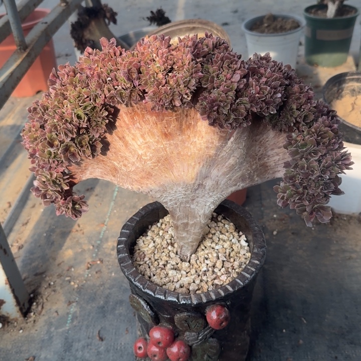 用***6玫瑰默认瑕疵特价1686