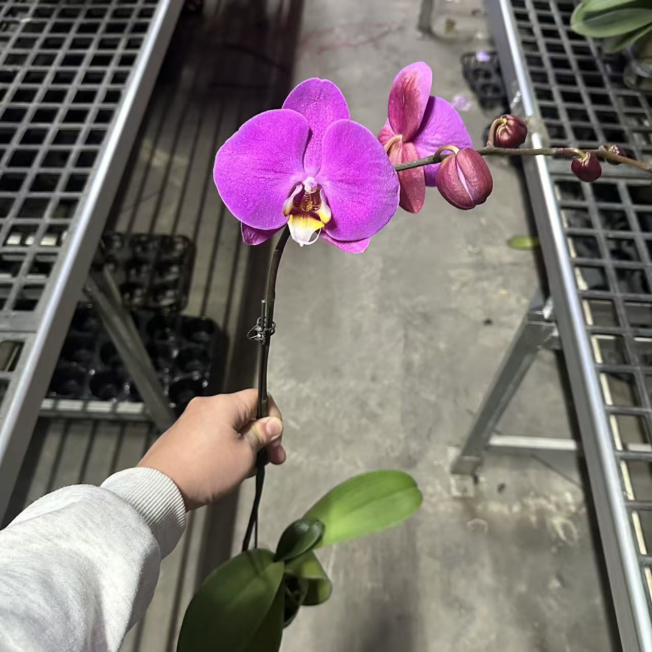 花悦里【芳美西施】 粉色大花带花发货 广州花卉源头基地