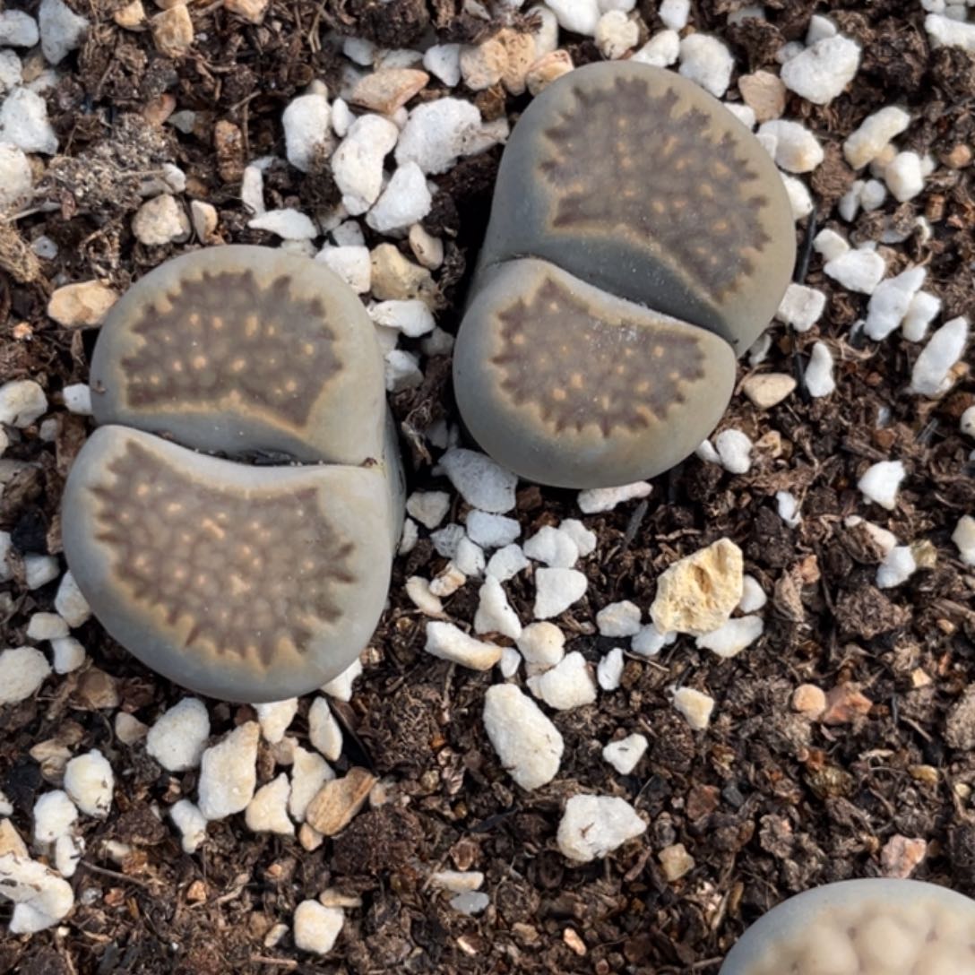 非偏远满20包邮290