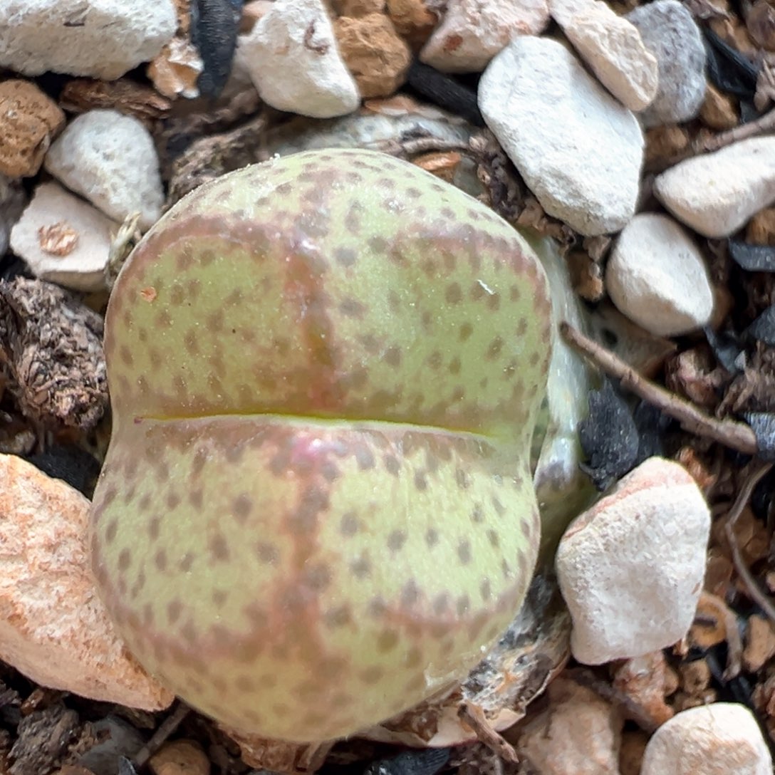 40多肉植物百科知识