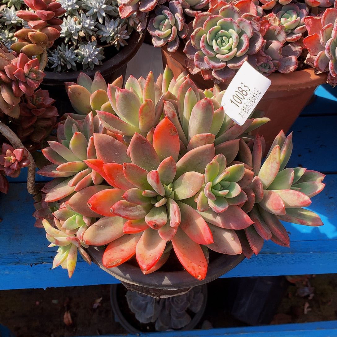 用***3        赫菲杂多肉10083