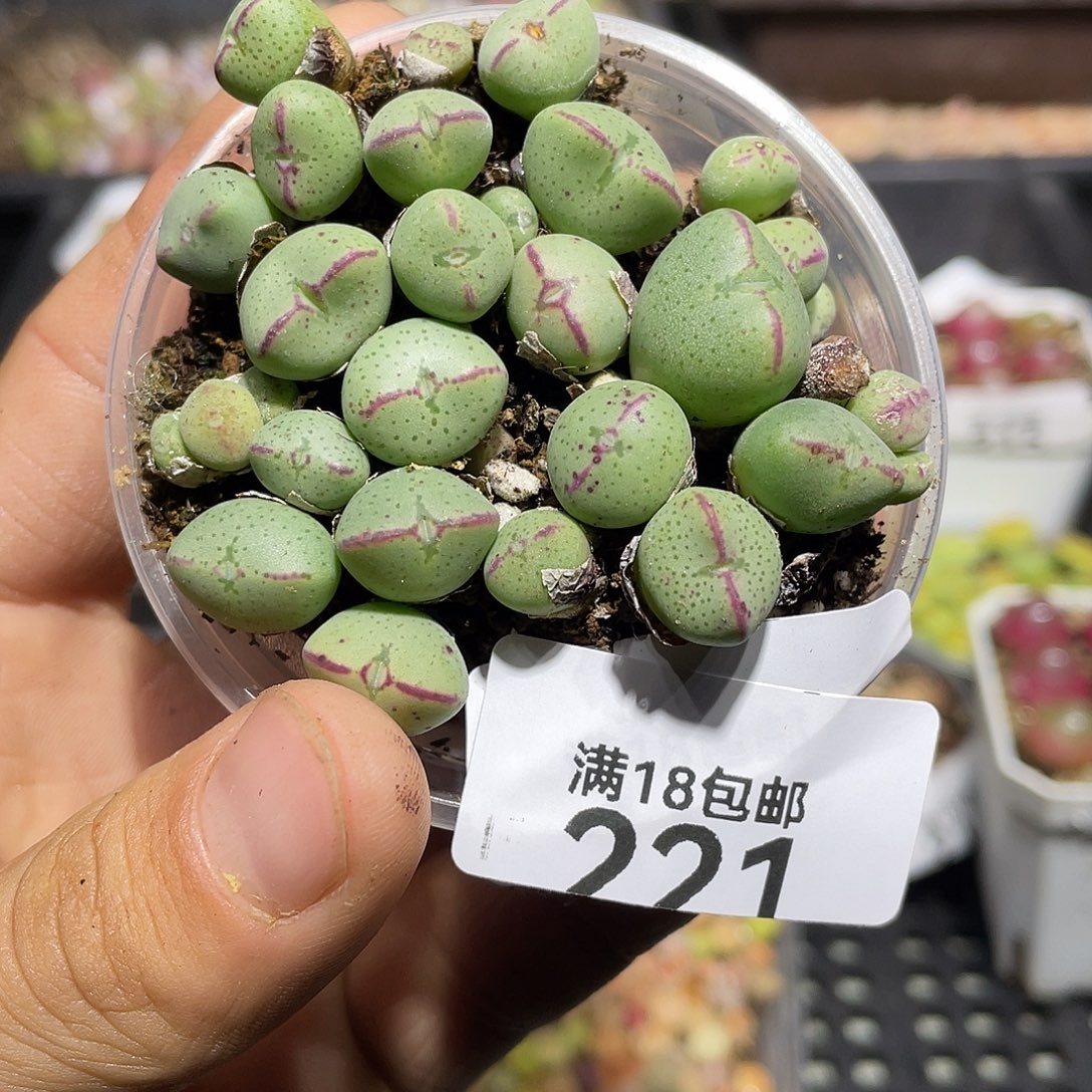 221当天凑满十八元包邮生石花