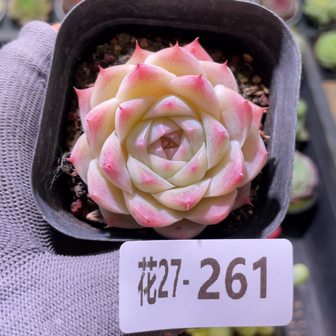 花利美27-261美瞳