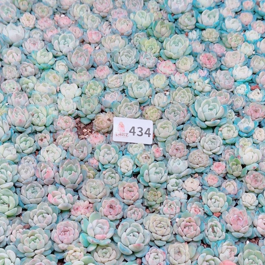 度***多肉植物多肉植物