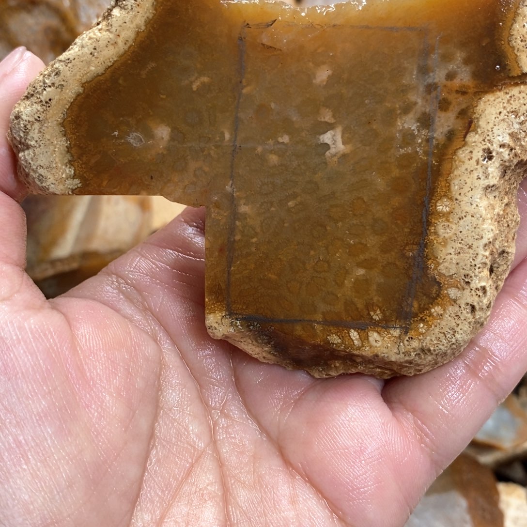 【闪购商品】硅化玉颈饰未镶嵌