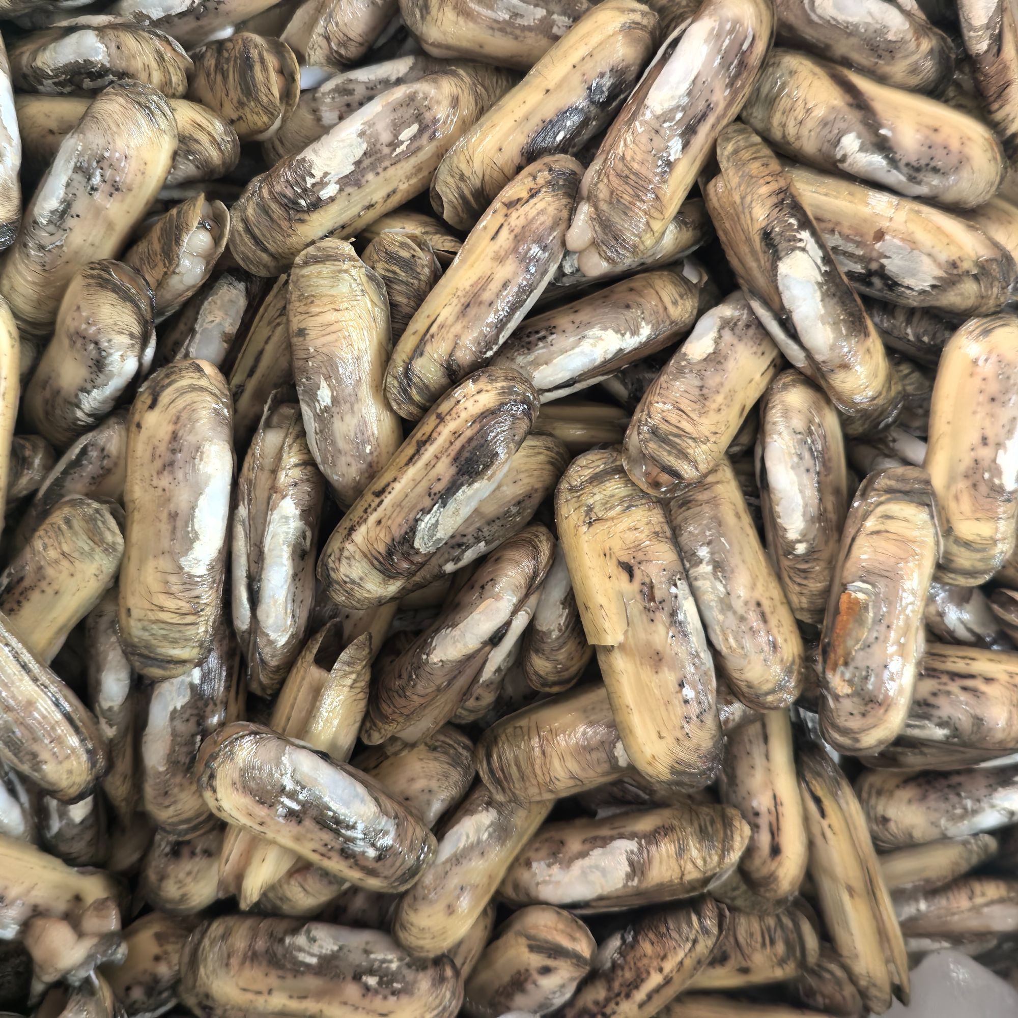 【辽渔市场直营】小人蛏小人鲜 保鲜不保活 顺丰包邮