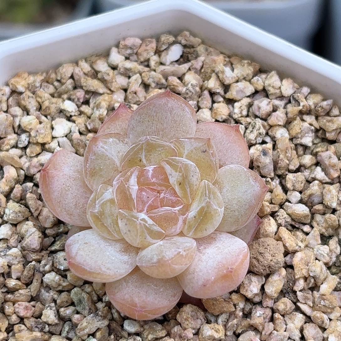 ?**Y66 脱土发 凑满12.8发货 新疆西藏内蒙不发货