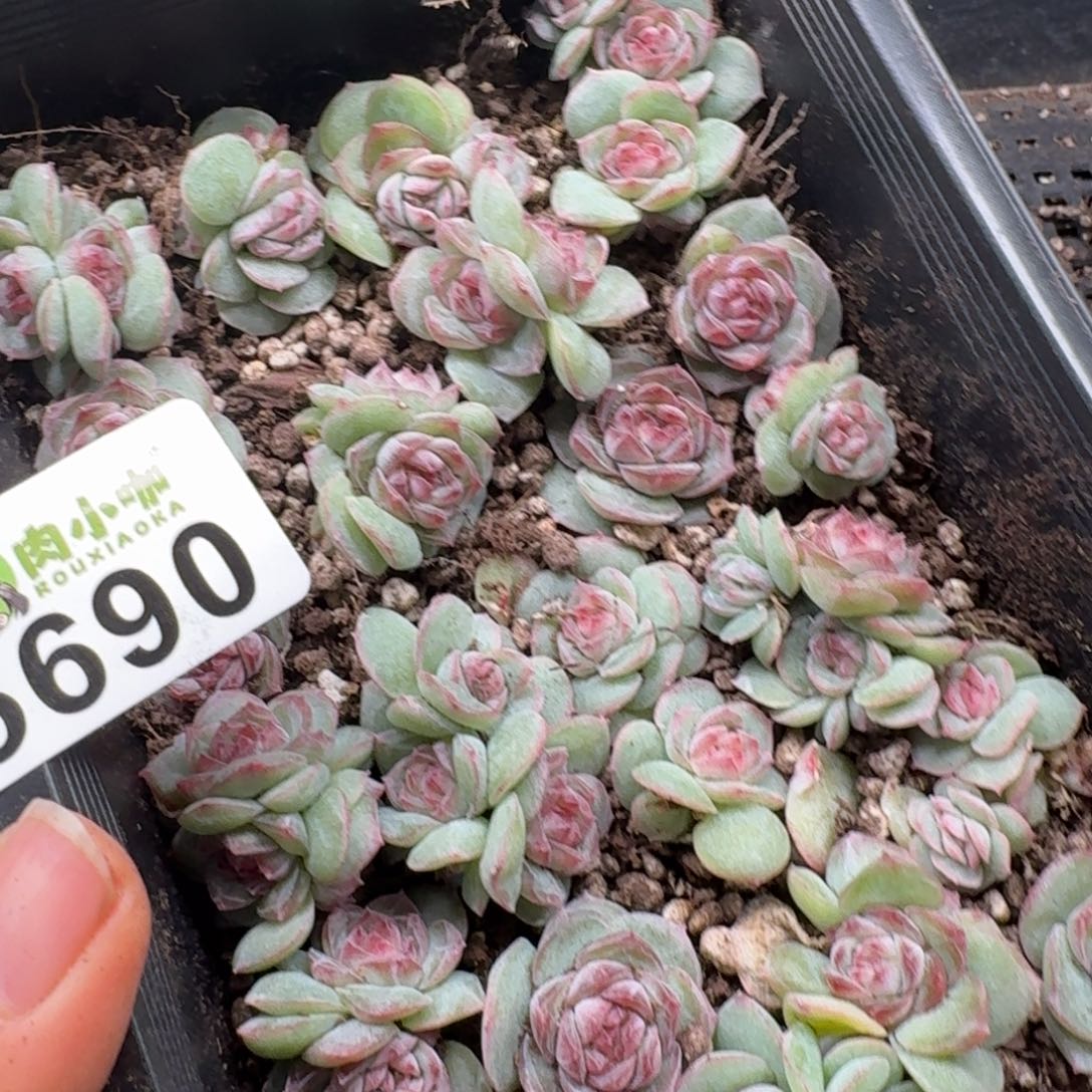 浅***浅多肉植物多肉植物