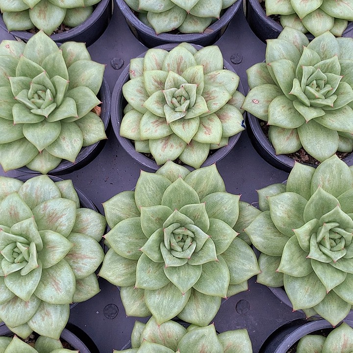 蔷薇玛丽亚单头脱土