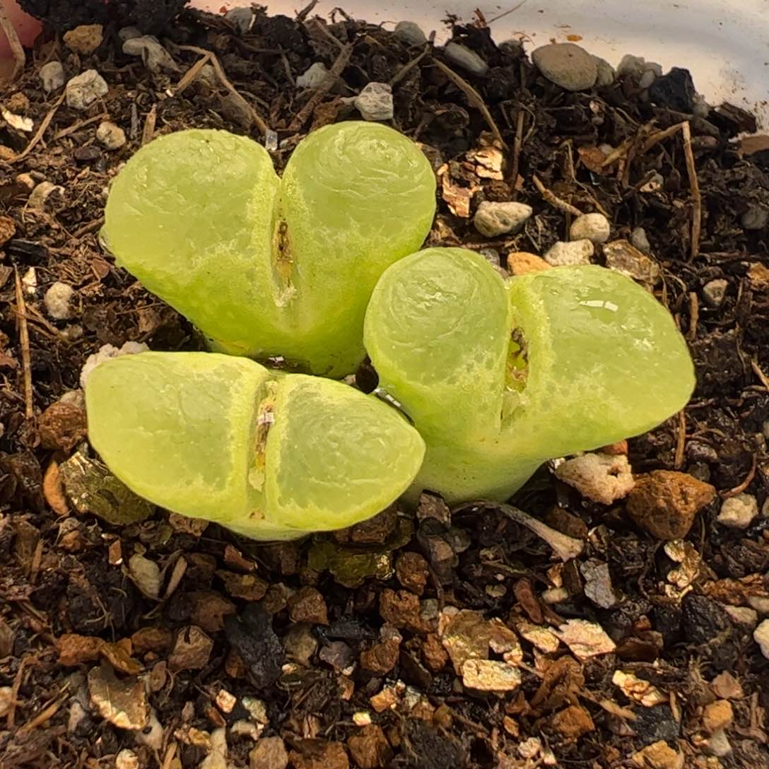 8.35多肉植物百科