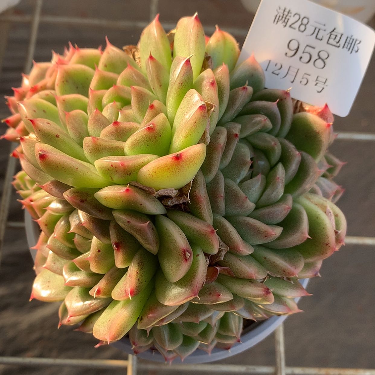 【闪购商品】云958号