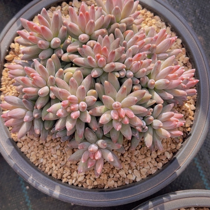 一物一拍多肉植物