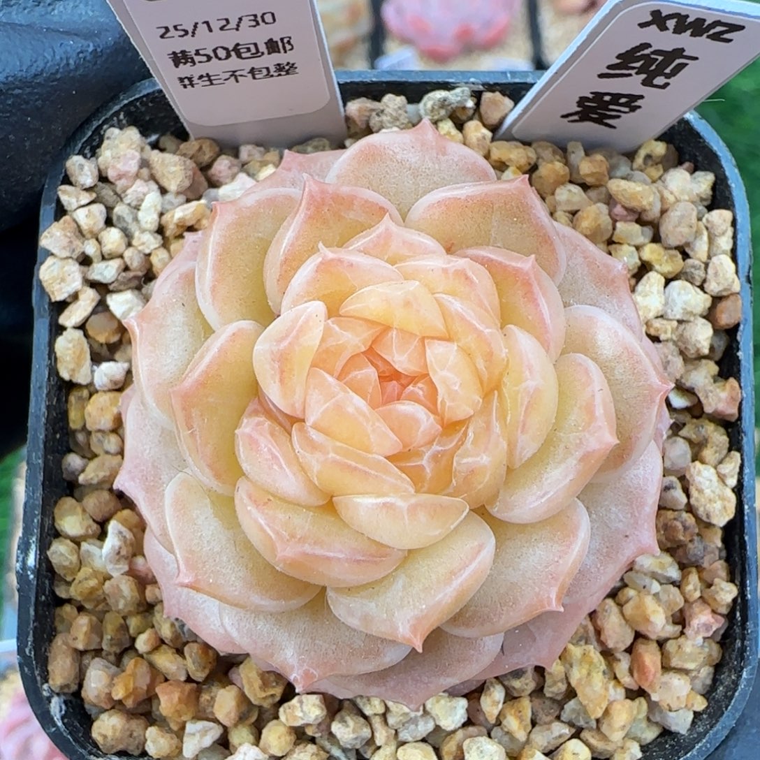 陈***y091   纯爱   5厘米盆