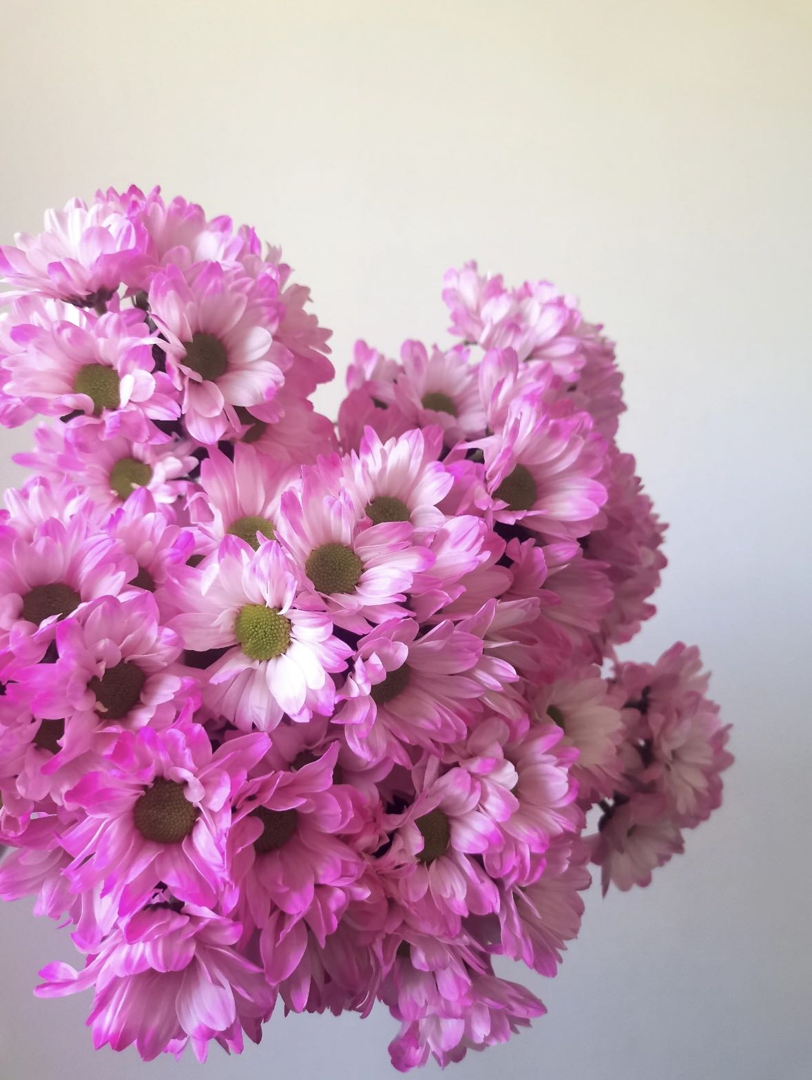 梦幻粉小雏菊1扎 任意2单鲜花升级顺丰/德邦