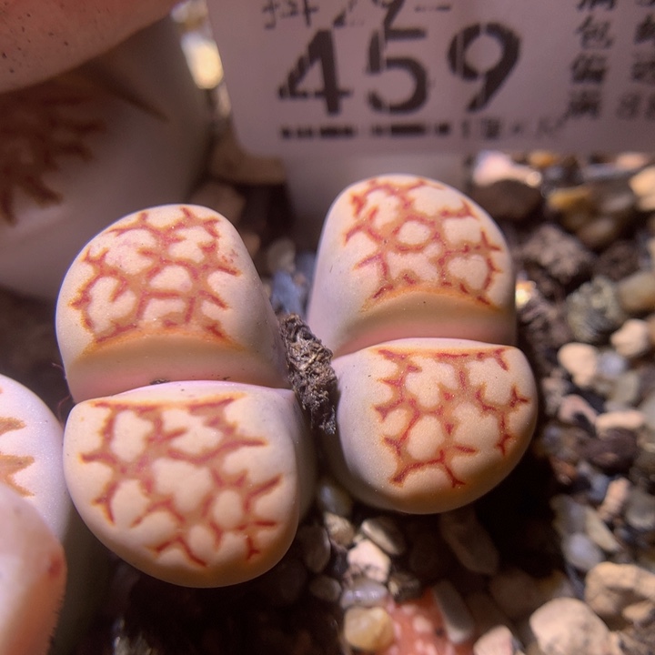 精品生生花29.459