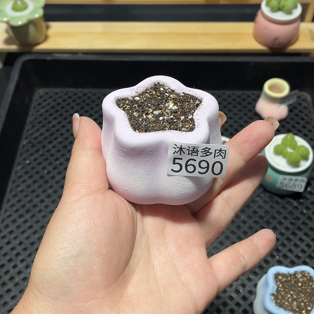 (***乐带盆土植物 一物一拍5690
